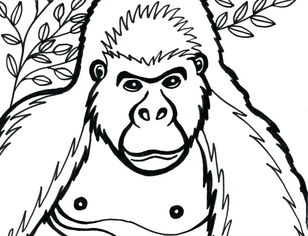 Raskrasil.com-Coloring-Pages-Gorilla-38