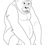 Raskrasil.com-Coloring-Pages-Gorilla-45