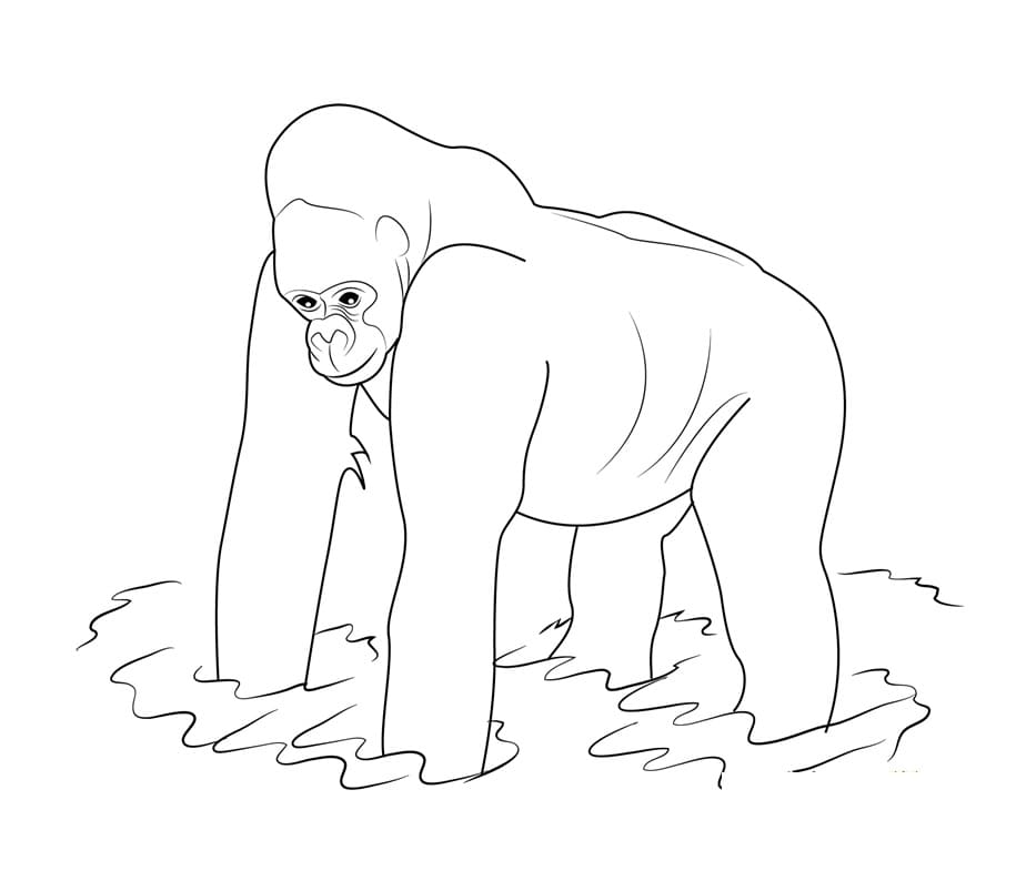 Raskrasil.com-Coloring-Pages-Gorilla-59