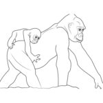 Raskrasil.com-Coloring-Pages-Gorilla-69