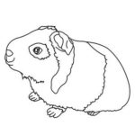 Raskrasil.com-Coloring-Pages-Guinea-Pig-17