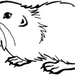 Raskrasil.com-Coloring-Pages-Guinea-Pig-18