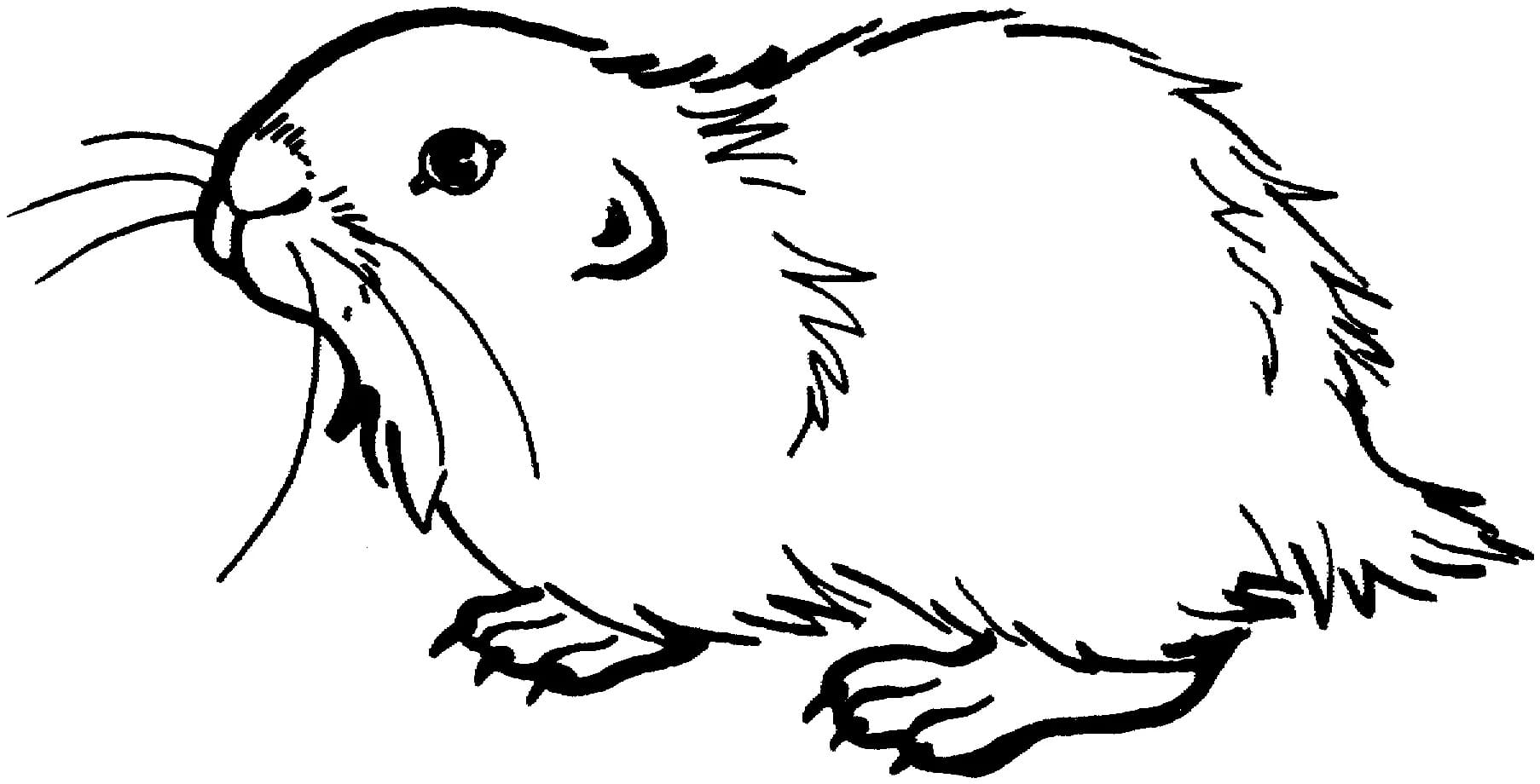 Raskrasil.com-Coloring-Pages-Guinea-Pig-18