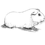 Raskrasil.com-Coloring-Pages-Guinea-Pig-21