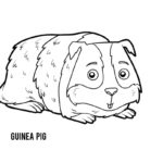 Raskrasil.com-Coloring-Pages-Guinea-Pig-24