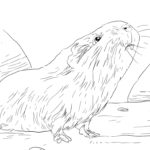 Raskrasil.com-Coloring-Pages-Guinea-Pig-3