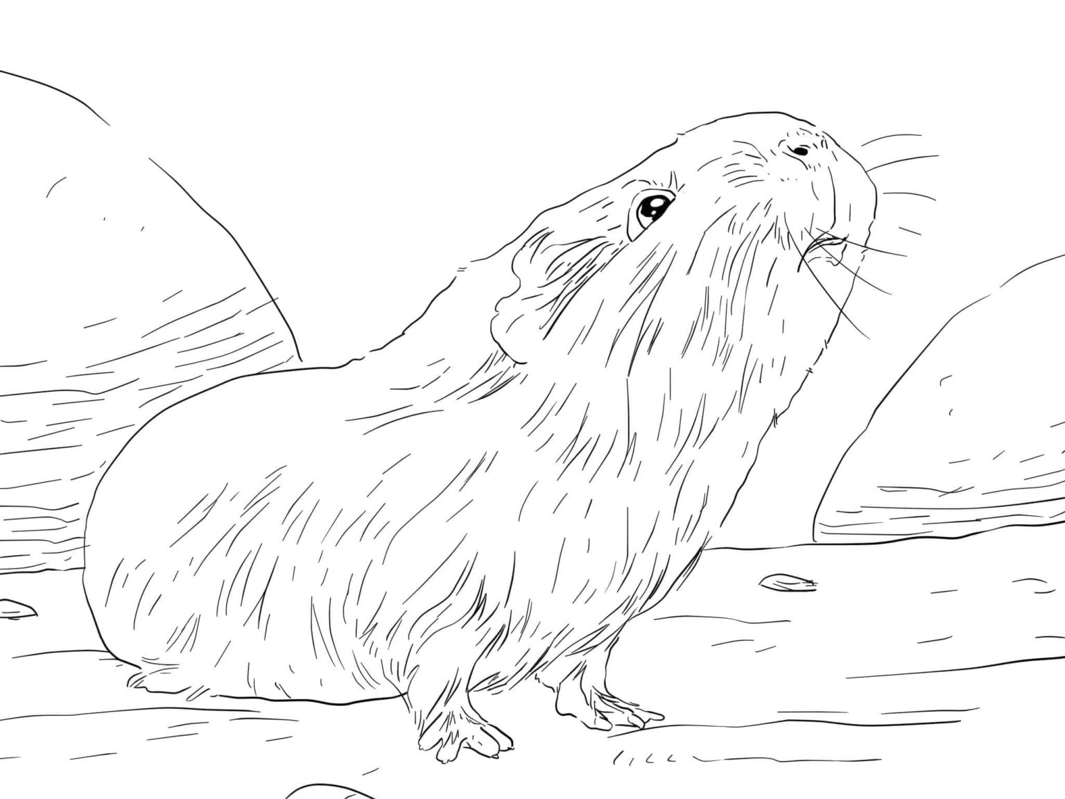 Desenhos de Porquinho-da-Índia para Colorir