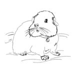 Raskrasil.com-Coloring-Pages-Guinea-Pig-30