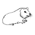 Raskrasil.com-Coloring-Pages-Guinea-Pig-32