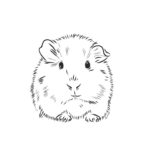 Raskrasil.com-Coloring-Pages-Guinea-Pig-40
