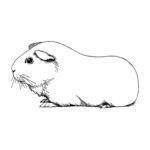 Raskrasil.com-Coloring-Pages-Guinea-Pig-6