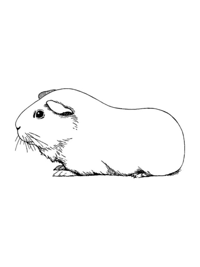 Guinea Pig Coloring Pages