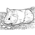 Raskrasil.com-Coloring-Pages-Guinea-Pig-8