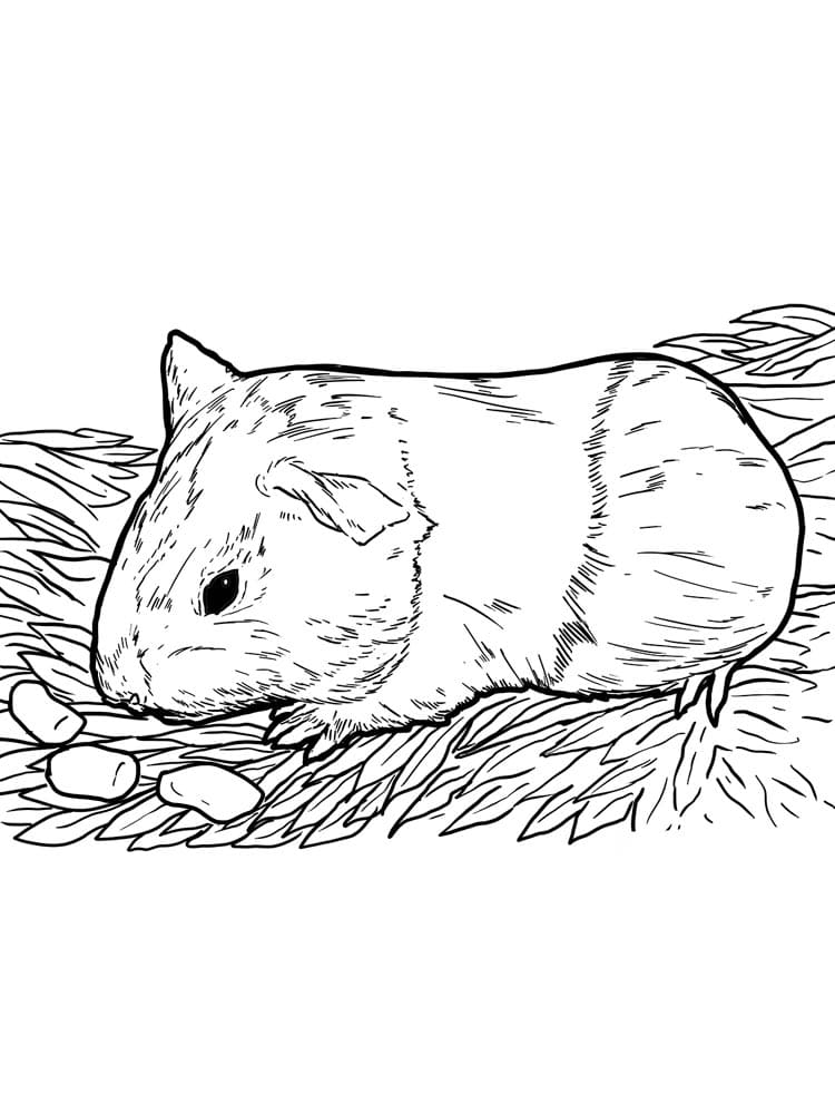 Raskrasil.com-Coloring-Pages-Guinea-Pig-8