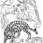 Raskrasil.com-Coloring-Pages-Jungle-Animals-20