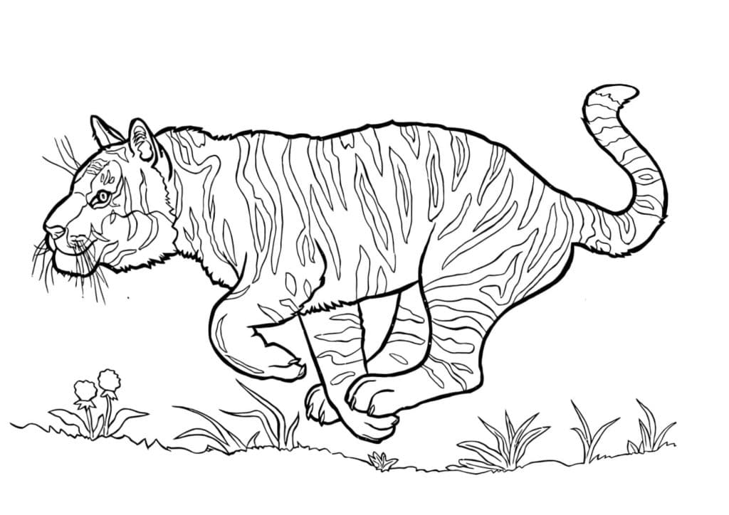 Raskrasil.com-Coloring-Pages-Jungle-Animals-25