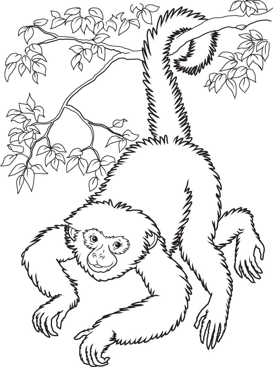Raskrasil.com-Coloring-Pages-Jungle-Animals-58
