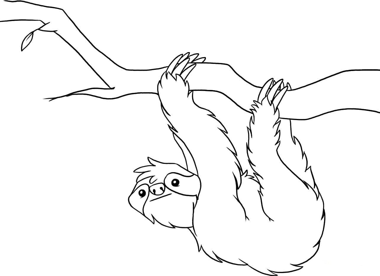 Raskrasil.com-Coloring-Pages-Jungle-Animals-80