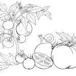 Raskrasil.com-Coloring-Pages-Still-Life-26