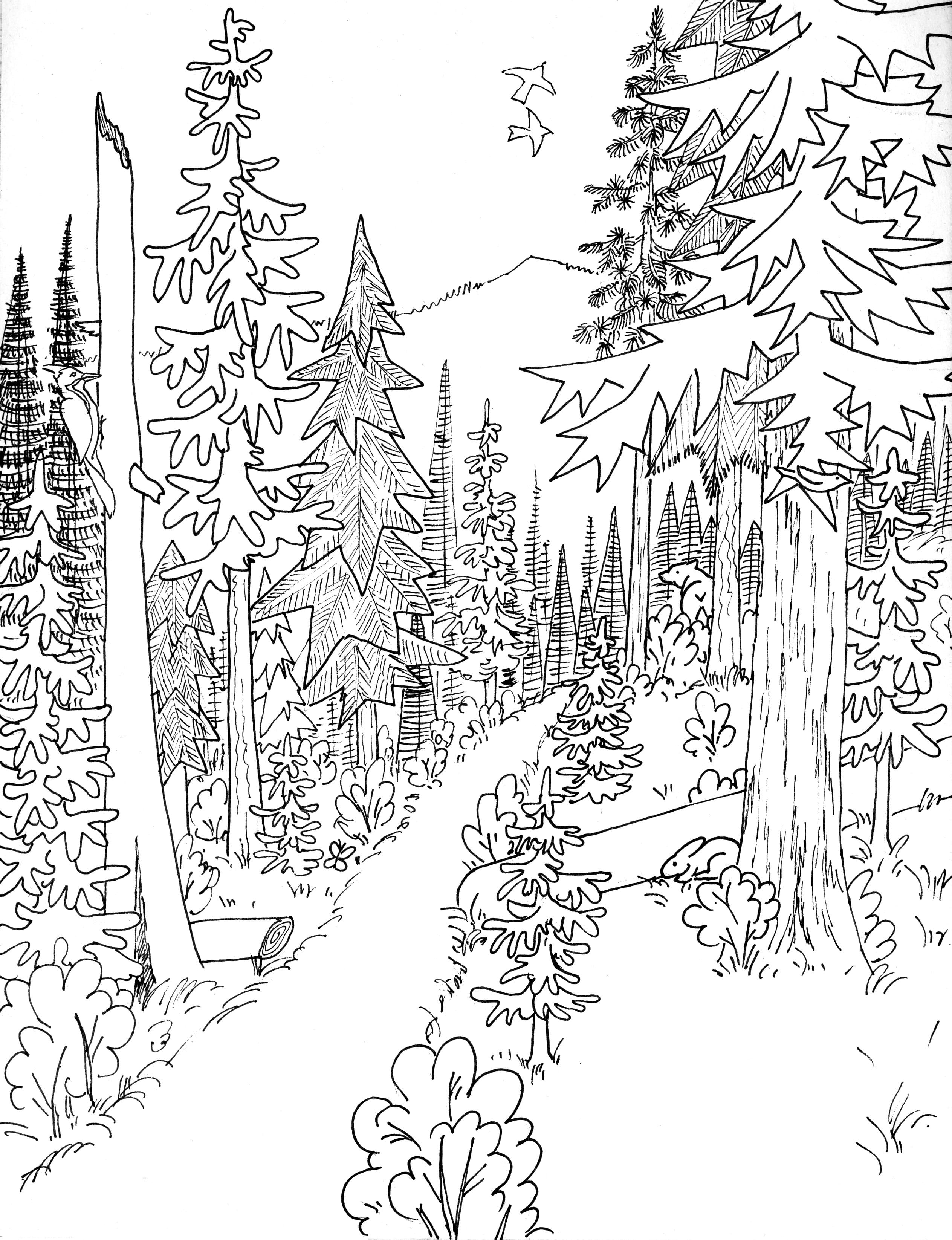 Raskrasil.com-Forest-Coloring-Pages-1
