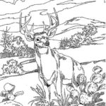 Raskrasil.com-Forest-Coloring-Pages-2