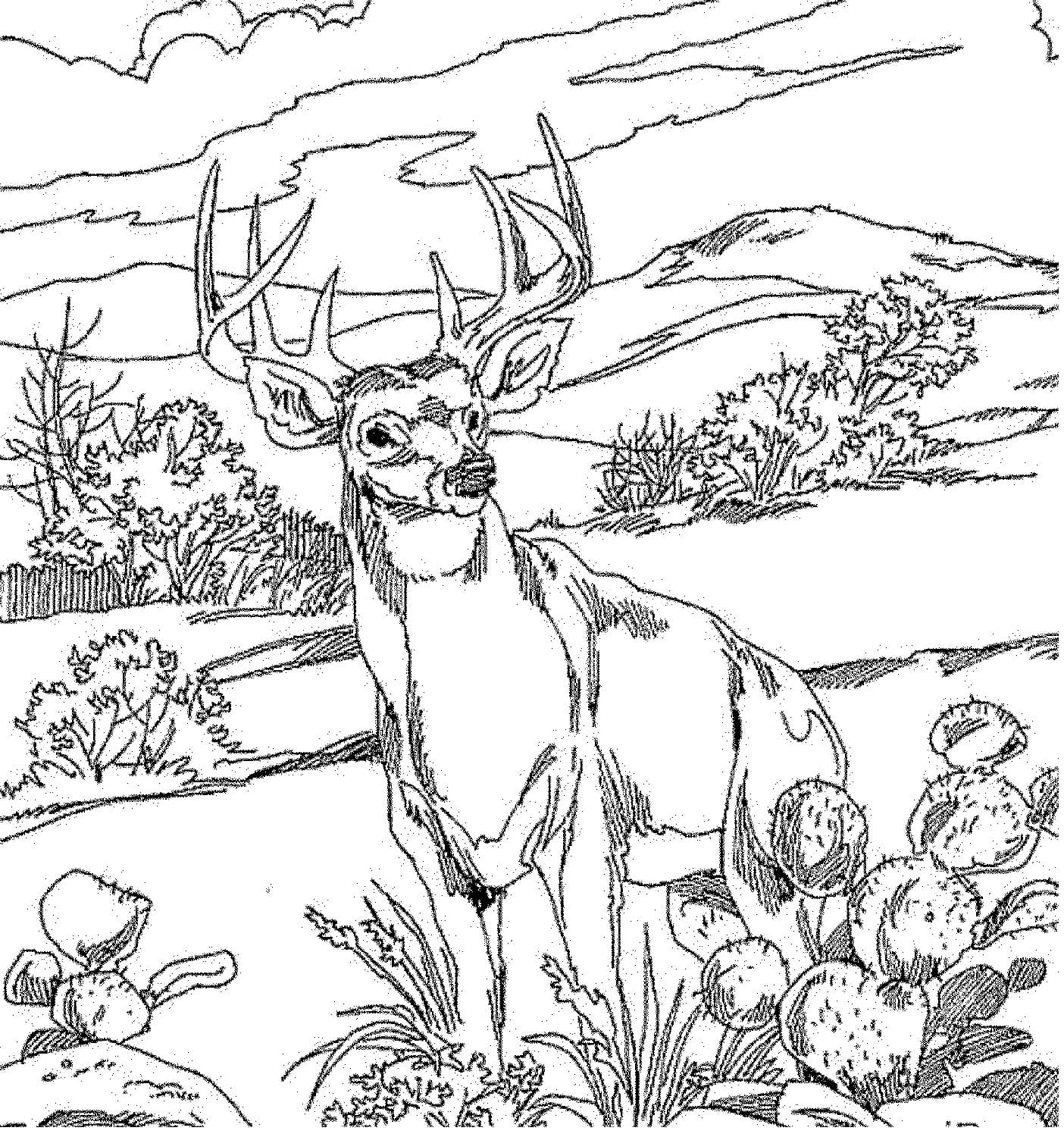 Raskrasil.com-Forest-Coloring-Pages-2