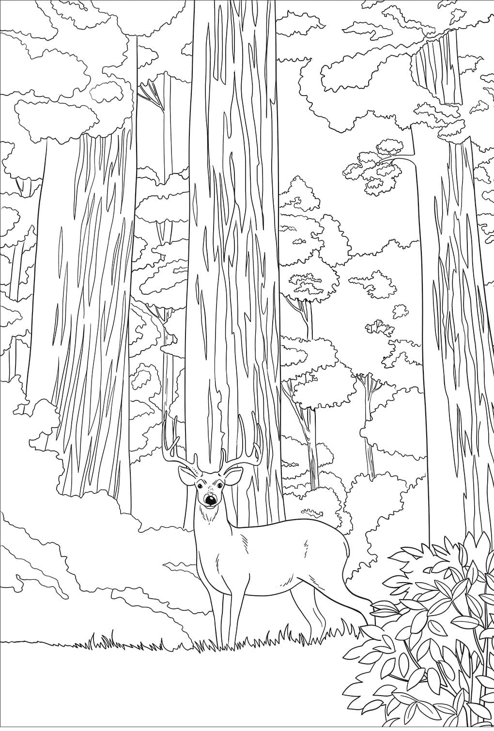 Raskrasil.com-Forest-Coloring-Pages-21