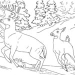 Raskrasil.com-Forest-Coloring-Pages-30
