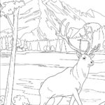 Raskrasil.com-Forest-Coloring-Pages-38