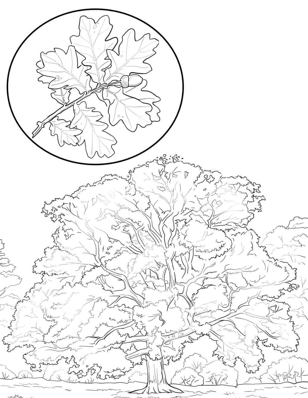 Raskrasil.com-Forest-Coloring-Pages-62