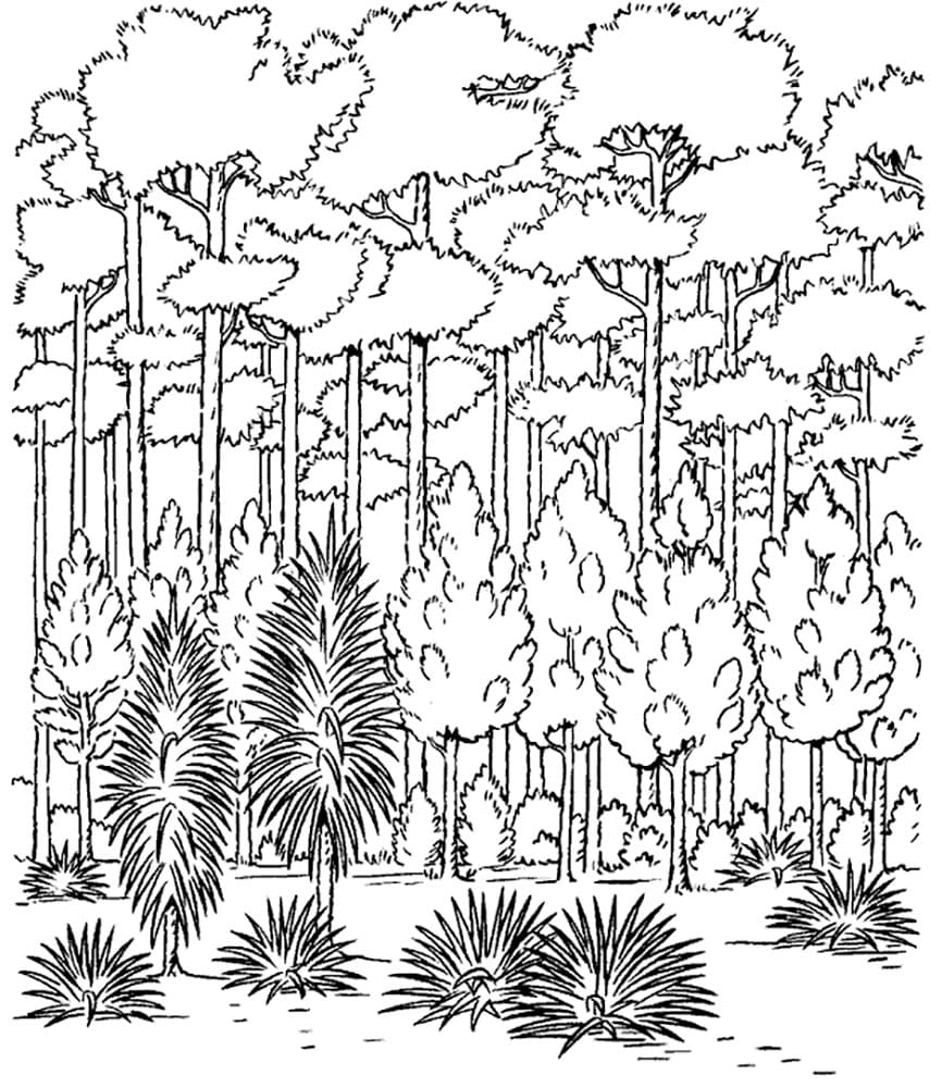 Raskrasil.com-Forest-Coloring-Pages-77