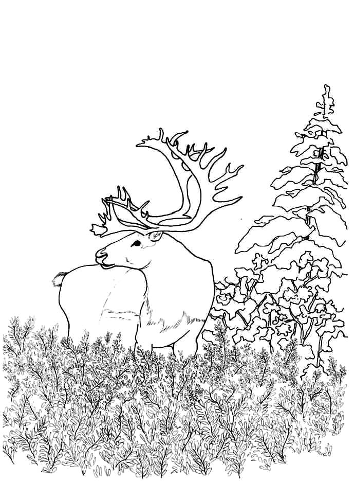Raskrasil.com-Forest-Coloring-Pages-81