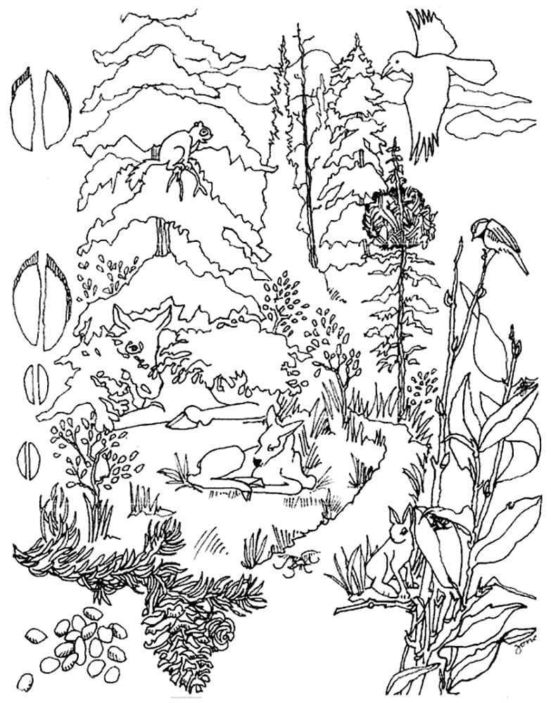 Raskrasil.com-Forest-Coloring-Pages-87