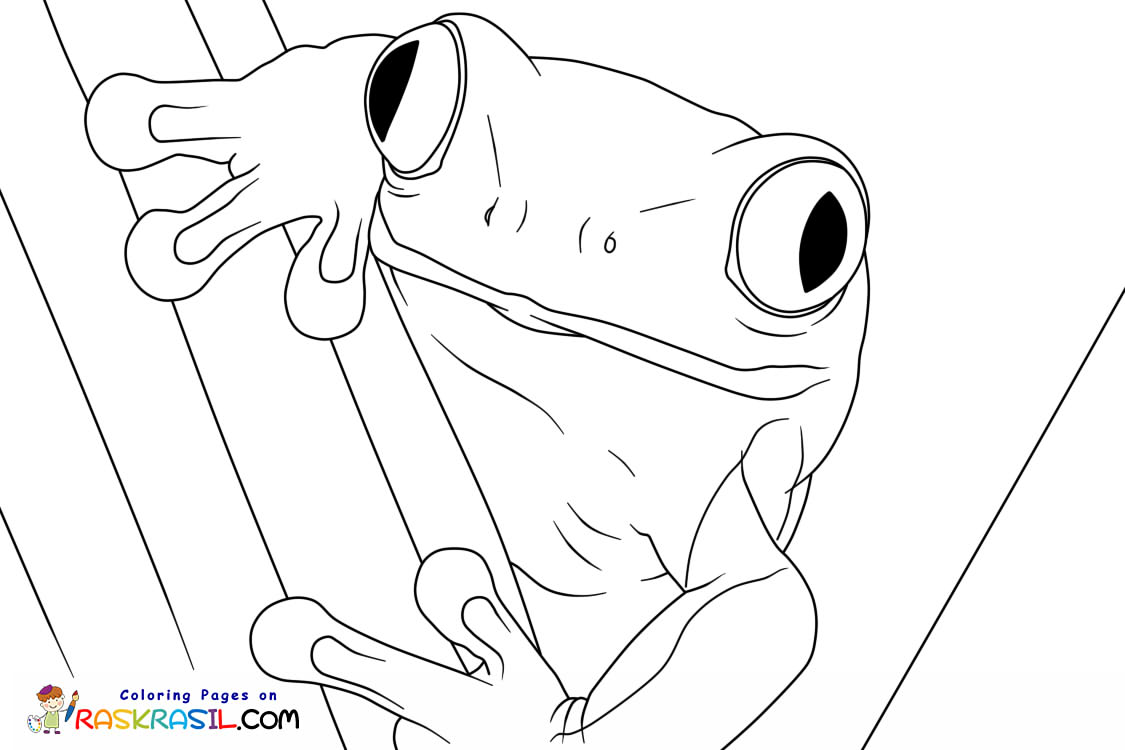 Raskrasil.com-Frog-New-Coloring-Pages-1