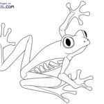 Raskrasil.com-Frog-New-Coloring-Pages-10