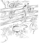 Raskrasil.com-Groundhog-Day-Coloring-Pages-16