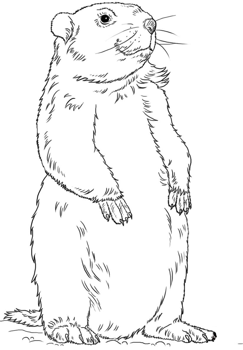 Raskrasil.com-Groundhog-Day-Coloring-Pages-17