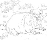 Raskrasil.com-Groundhog-Day-Coloring-Pages-31