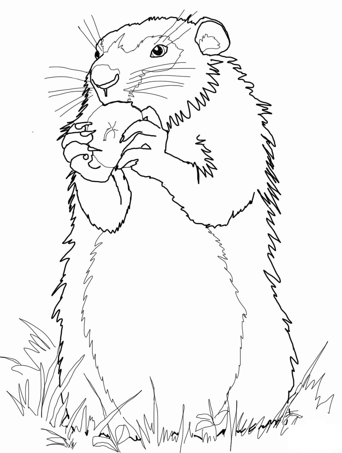 Raskrasil.com-Groundhog-Day-Coloring-Pages-7