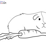 Raskrasil.com-New-Coloring-Pages-Guinea-Pig-10