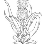 Raskrasil.com-Pineapple-Coloring-Pages-71