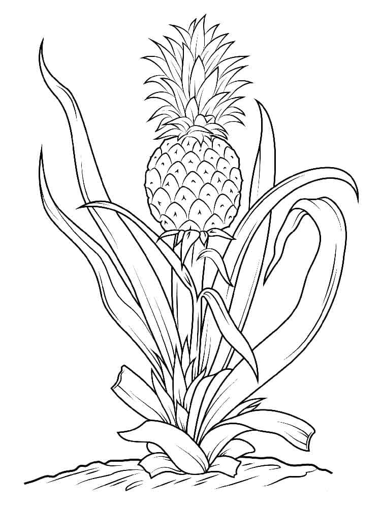 Raskrasil.com-Pineapple-Coloring-Pages-71