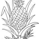 Raskrasil.com-Pineapple-Coloring-Pages-77
