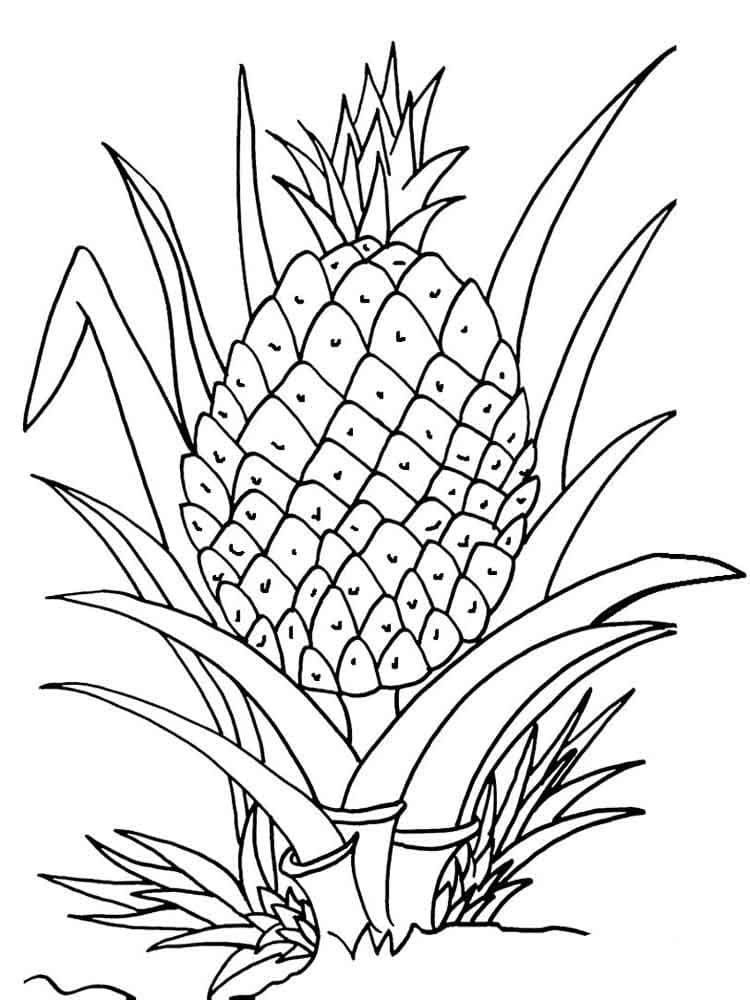 Raskrasil.com-Pineapple-Coloring-Pages-77