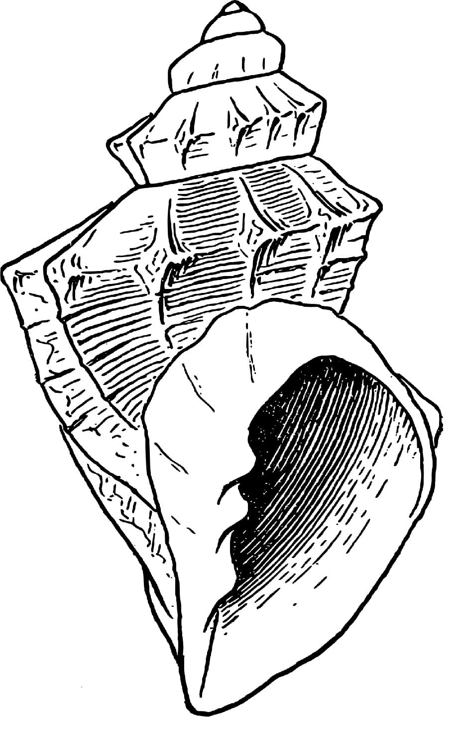 Raskrasil.com-Seashell-Coloring-Pages-4