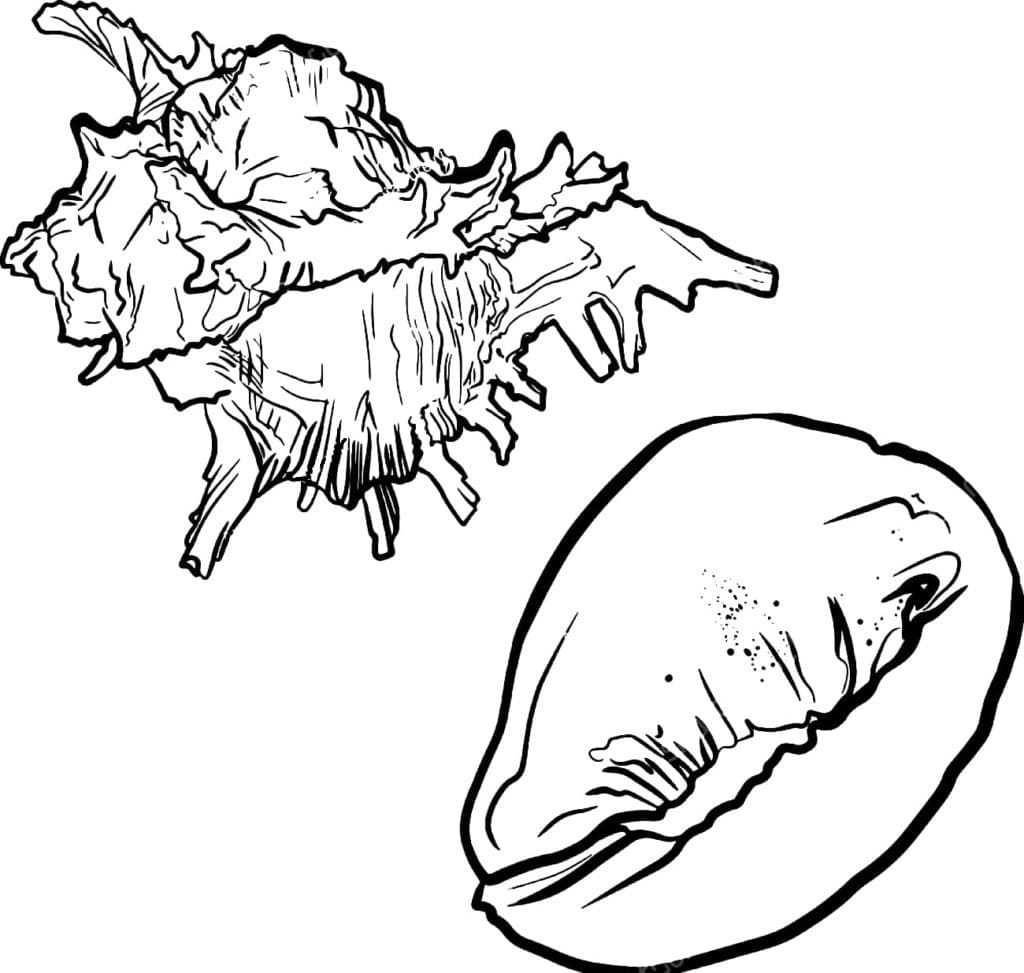 Raskrasil.com-Seashell-Coloring-Pages-40