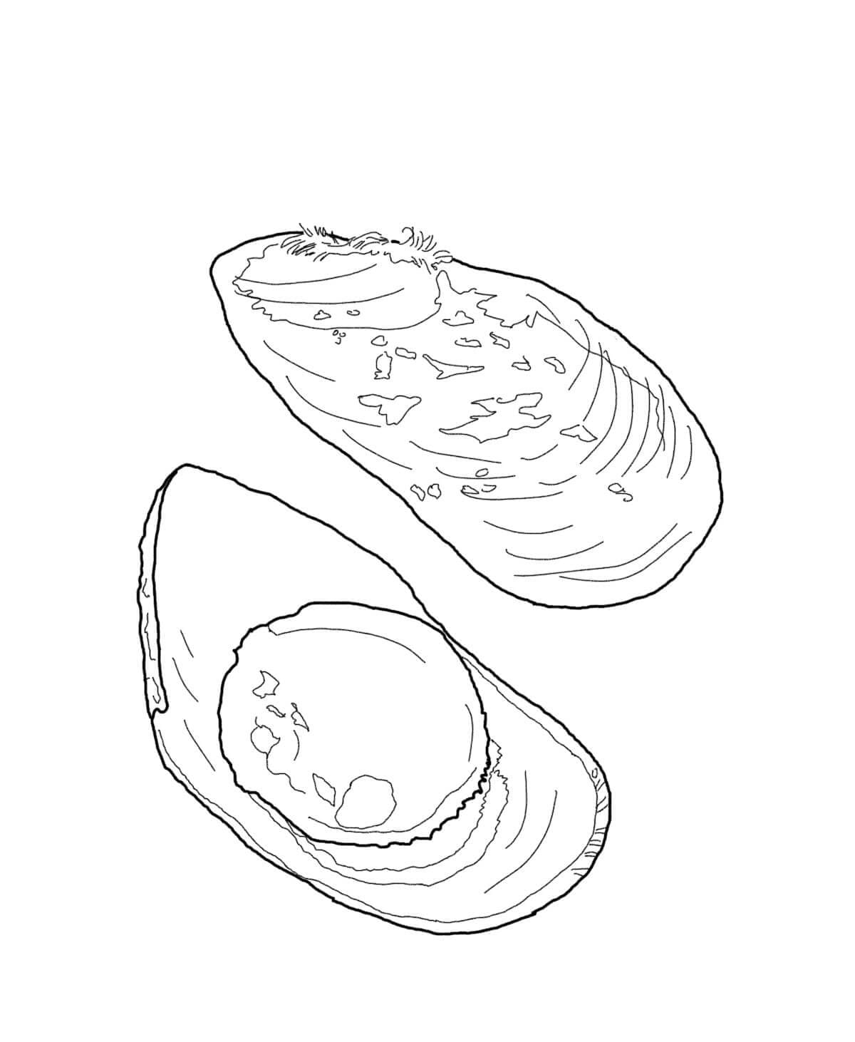 Raskrasil.com-Seashell-Coloring-Pages-55