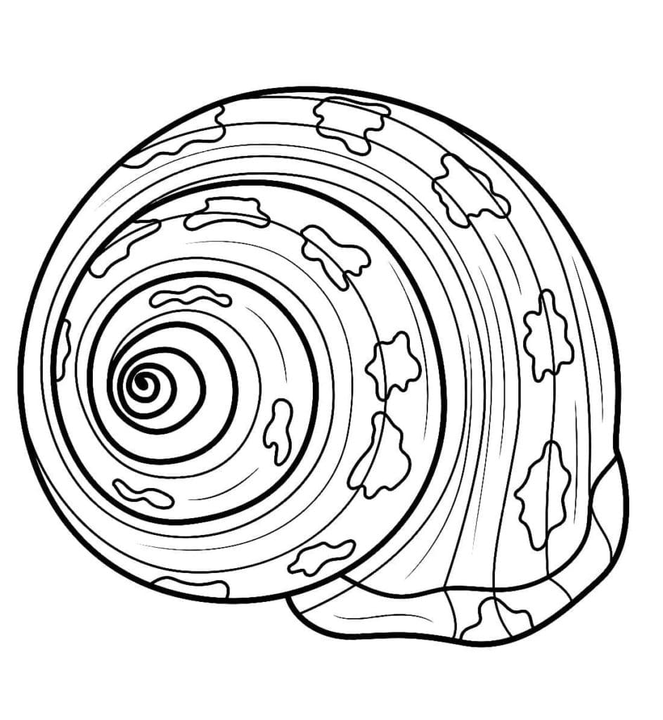 Raskrasil.com-Seashell-Coloring-Pages-57