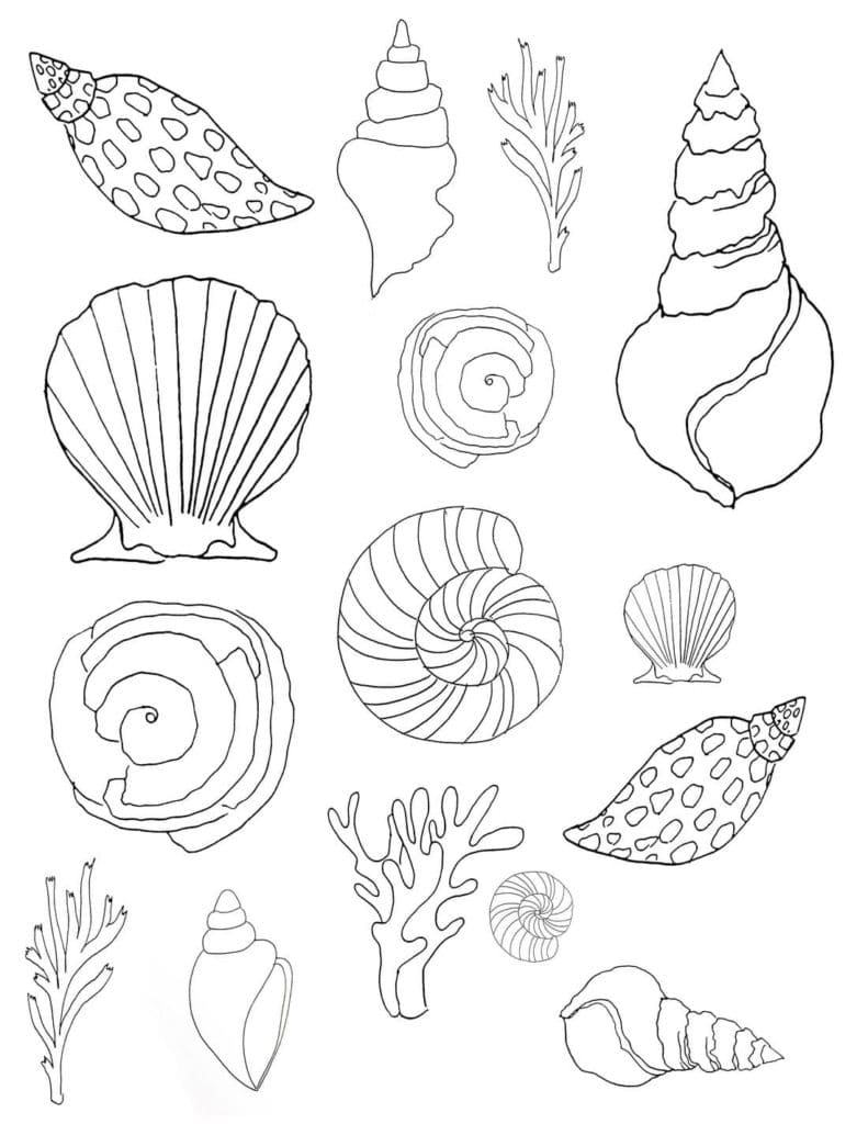 Raskrasil.com-Seashell-Coloring-Pages-70