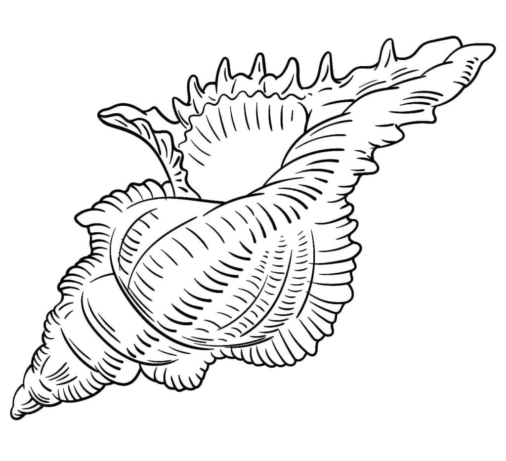 Raskrasil.com-Seashell-Coloring-Pages-72